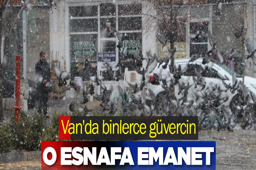 Van'da binlerce güvercin o esnafa emanet