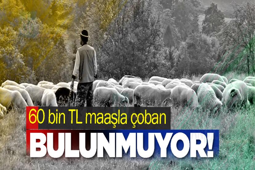 60 bin TL maaşla çoban bulamayınca çözümünü kendisi buldu