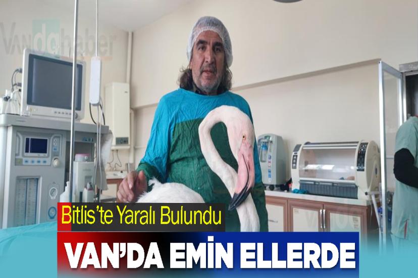 Bitlis’te Yaralı Bulundu Van’da Emin Ellerde