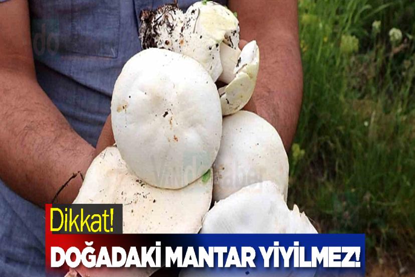 Dikkat! Doğadaki mantar yiyilmez!