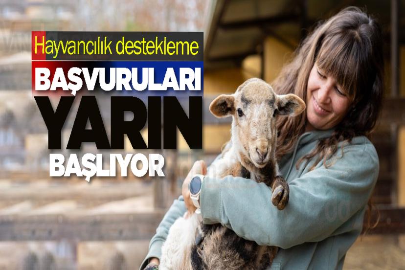 Hayvancılık destekleme başvuruları yarın başlıyor