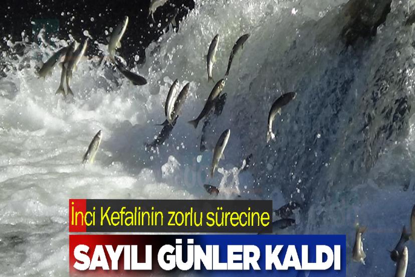 İnci Kefalinin zorlu sürecine sayılı günler kaldı