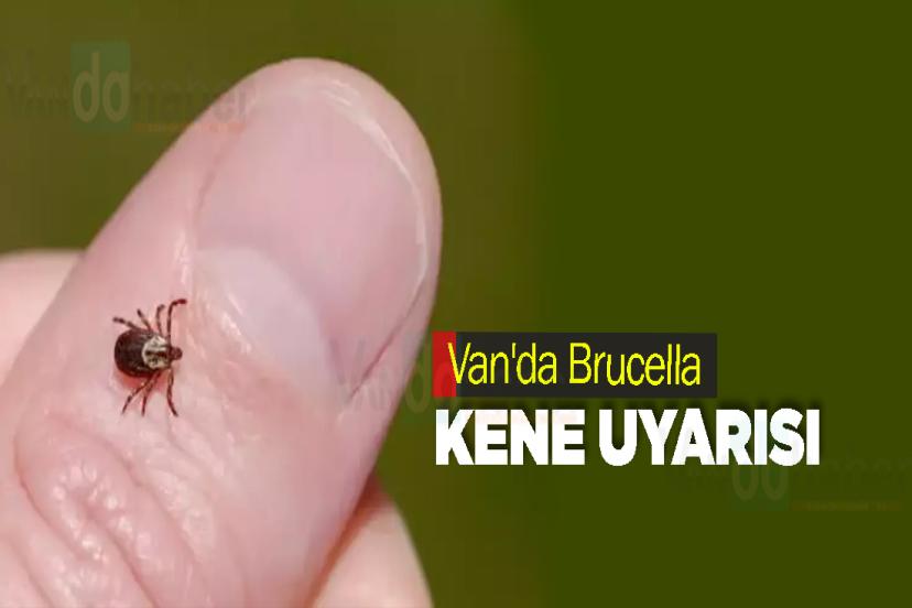 Van'da Brucella ve Kene Uyarısı