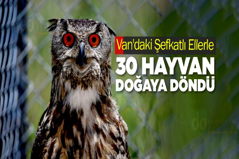 Van'daki Şefkatlı Ellerle 30 Hayvan Doğaya Döndü