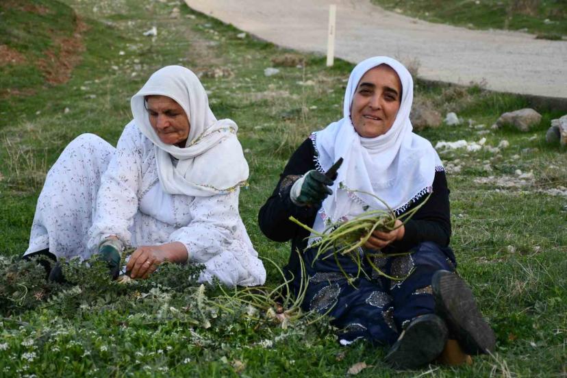 Herekol Dağı’nda vatandaşlar pancar topladı