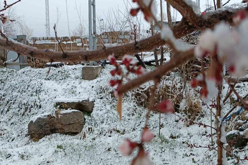 Van’da nisan sürprizi: Çiçek açan ağaçlara kar yağdı