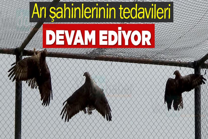 Arı şahinlerinin tedavileri devam ediyor