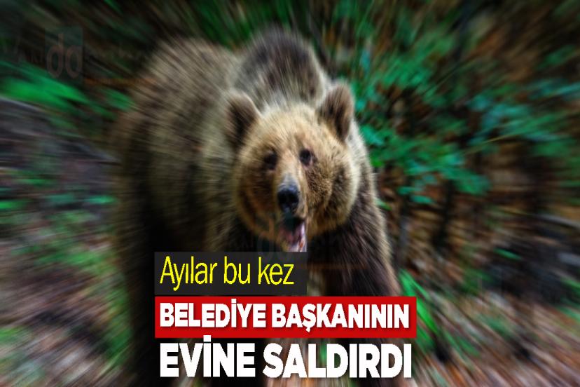 Ayılar bu kez belediye başkanının evine saldırdı