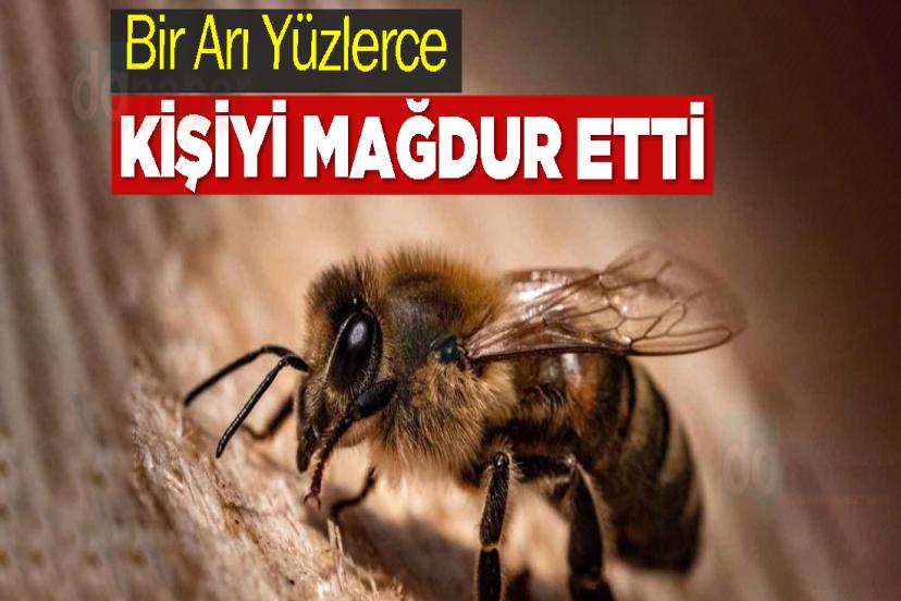 Bir Arı Yüzlerce Kişiyi Mağdur Etti