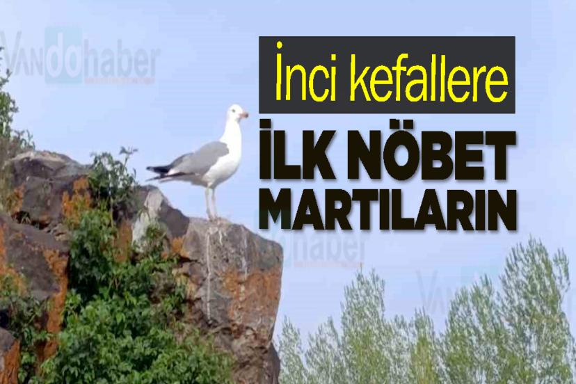 İnci kefallere ilk nöbet Martılara düştü