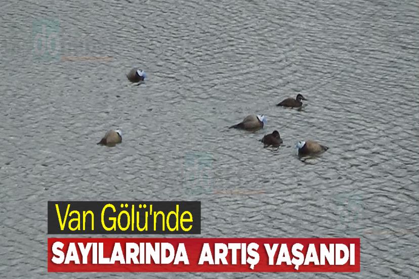 Van Gölü'nde Dikkuyruk Popülasyonunda Artış
