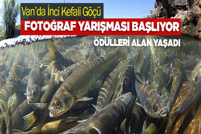 Van’da İnci Kefali Göçü Fotoğraf Yarışması Başlıyor