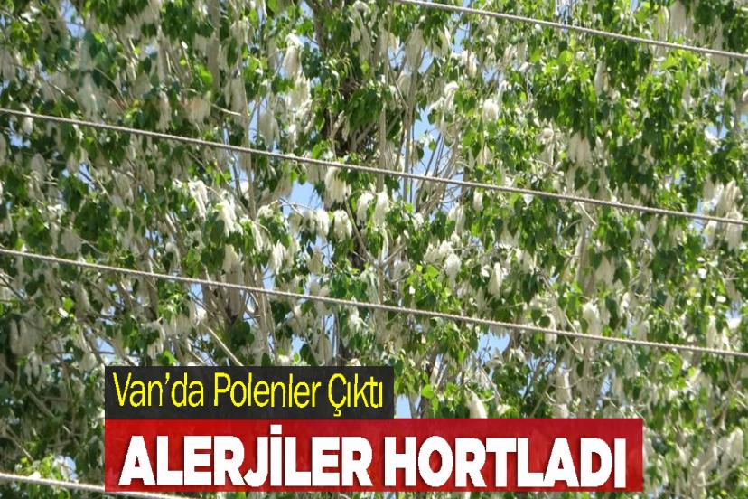 Van’da Polenler Çıktı, Alerjiler Hortladı