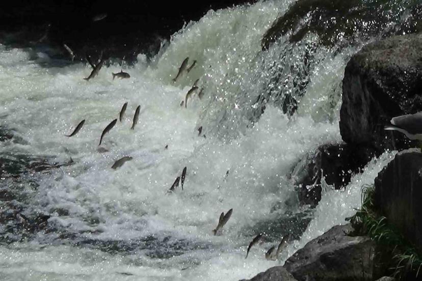 İnci kefalinin zorlu göçü devam ediyor