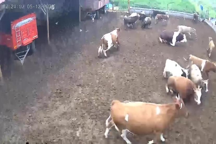 İnekler depreme yakalandı