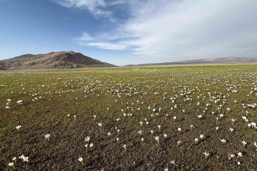 Keşiş Gölü kardelenlerle bezendi