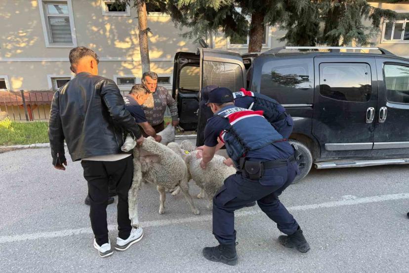 Koyun hırsızı yakalandı