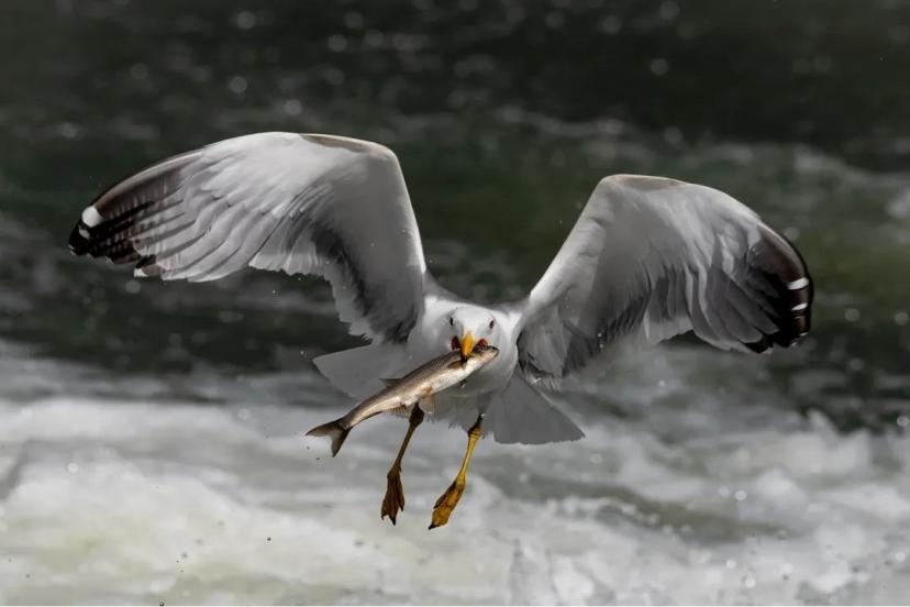 Martıların inci kefali avı