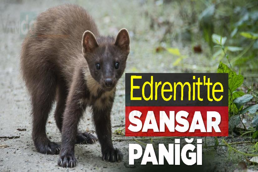 Edremit'te Sansar Paniği