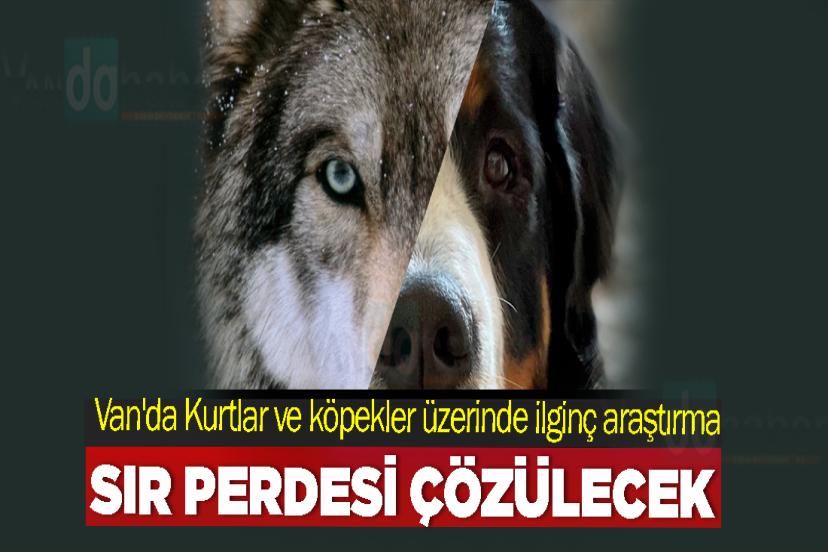 Van'da Kurtlar ve köpekler üzerinde ilginç araştırma