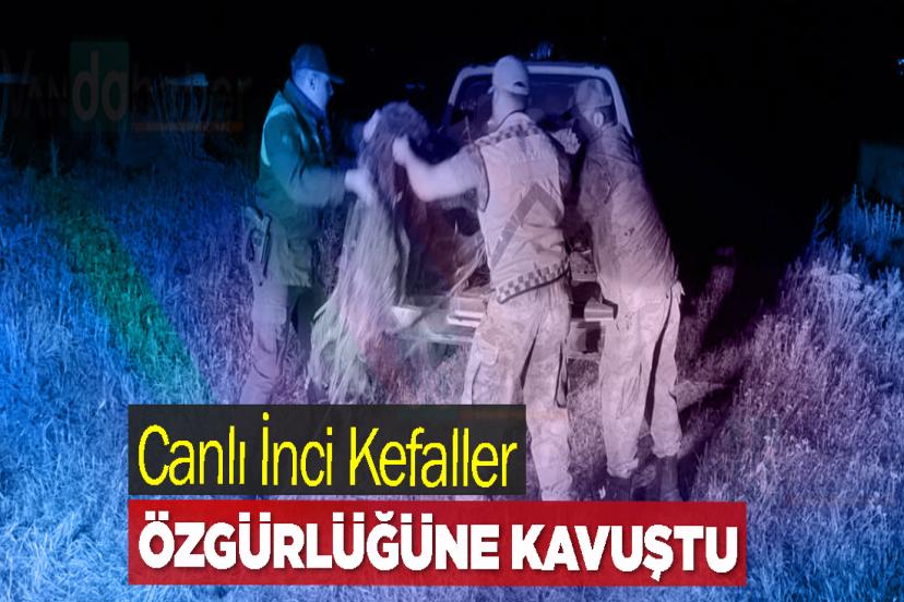 Van’da Yaklanan Canlı İnci Kefaller Özgürlüğüne Kavuştu