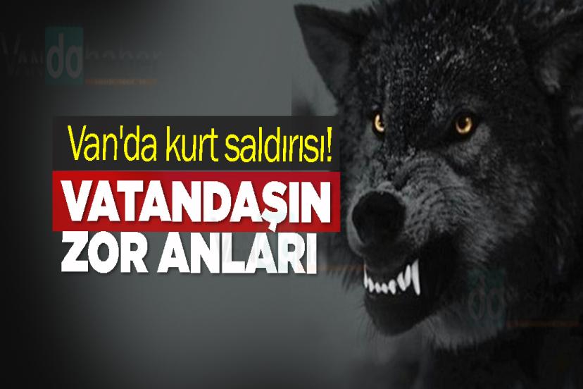 Van'da kurt saldırısı! Vatandaşın zor anları