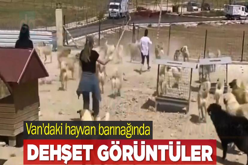 Van'daki hayvan barınağında dehşet görüntüler