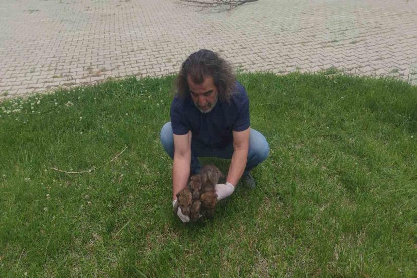 Muş’ta yaylada bulunan 4 kurt yavrusu Van’da kreş hizmeti