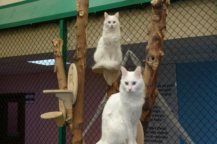 Van Kedileri ziyaretçilerin gözdesi oldu