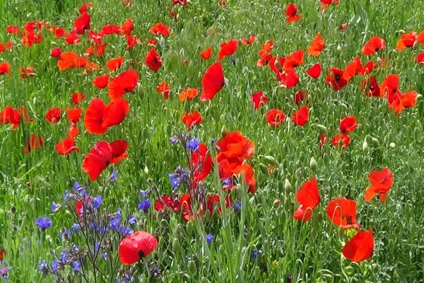 Van’ın ovaları renk cümbüşüne büründü