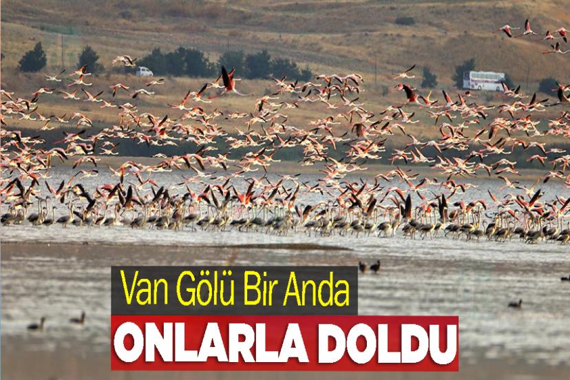 Van Gölü Bir Anda Flamingolarla Doldu