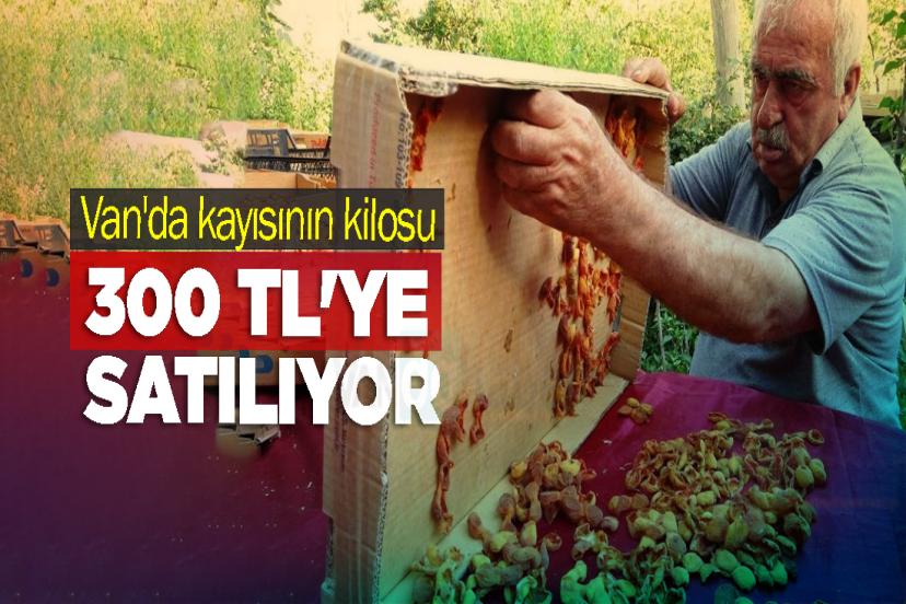Van'da kayısının kilosu 300 TL'ye satılıyor