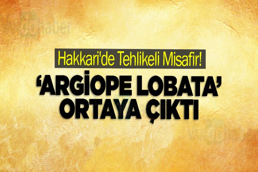 Hakkari'de Tehlikeli Misafir! ‘Argiope Lobata’ Ortaya Çıktı
