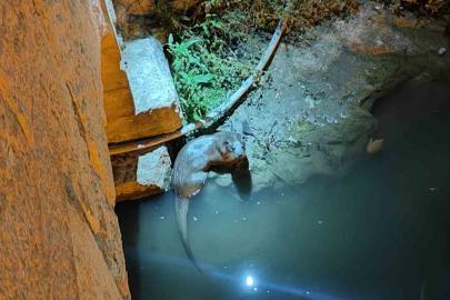 Bozkır’da su samurları yeniden görüldü