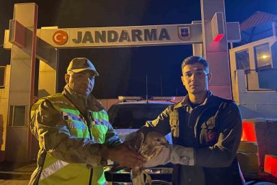 Kızıl şahin emin ellerde