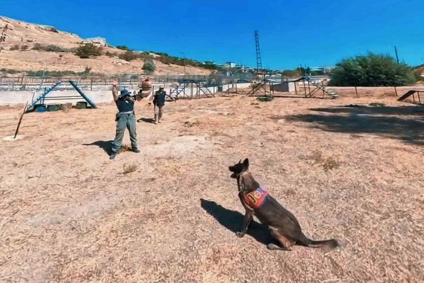 Van jandarmanın hassas burunlu can dostları parkurda ter döküyor