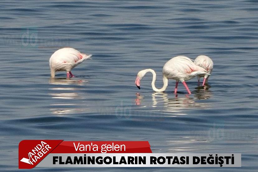 Van'a gelen Flamingoların rotası değişti