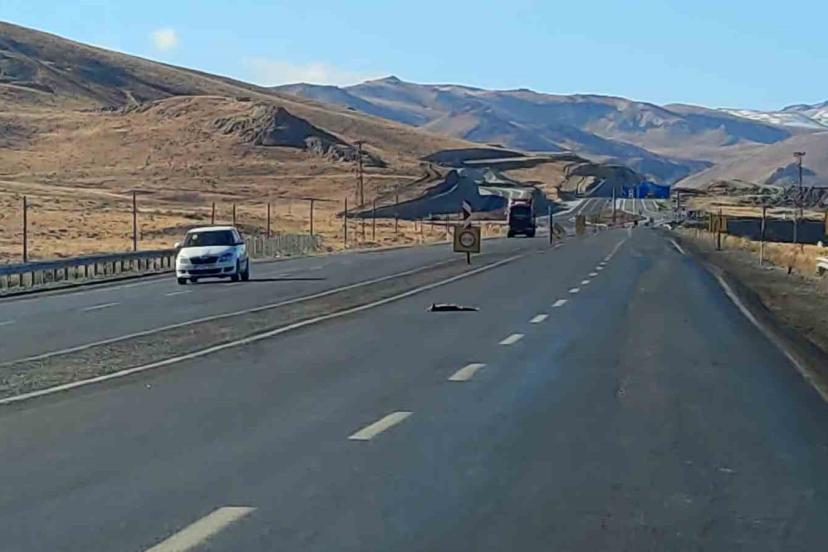 Van’da 2 tilki, 1 kartal ve 1 tavşan telef oldu