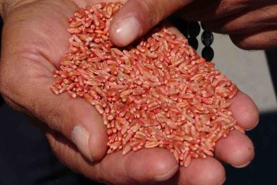 Van'da Tarıma Dev Destek