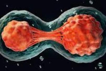 Bilim insanları ilk kez deri hücrelerinden insan embriyosu üretti