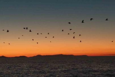 Van Gölü sahillerinde kuşların akşam göçü