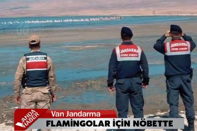 Van Jandarma Flamingolar İçin Nöbette