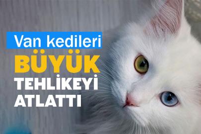 Van kedileri Büyük Tehlikeyi Atlattı