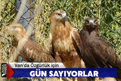 Van'da Özgürlük için gün sayıyorlar