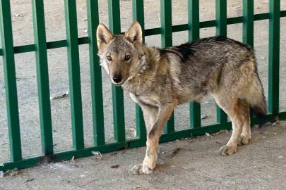 Zincire vurulmuş halde bulunan kurt rehabilite ediliyor