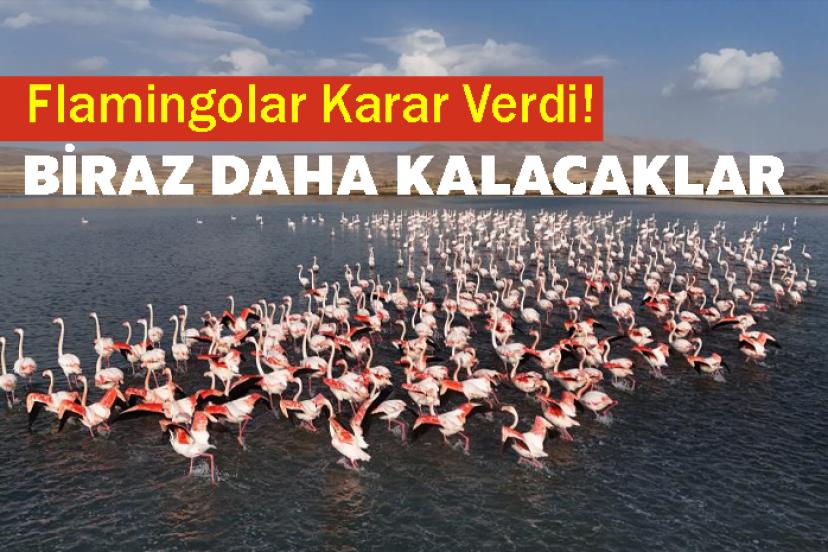 Flamingolar, Erçek Gölü’ndeki konaklama süresini uzattı