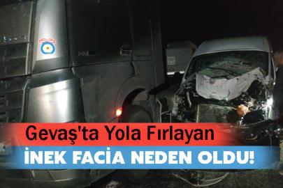Gevaş'ta Yola Fırlayan İnek Facia Neden Oldu!