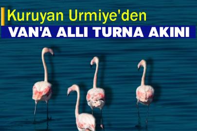Kuruyan Urmiye'den Van'a Allı Turna Akını