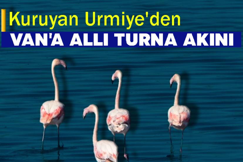 Kuruyan Urmiye'den Van'a Allı Turna Akını