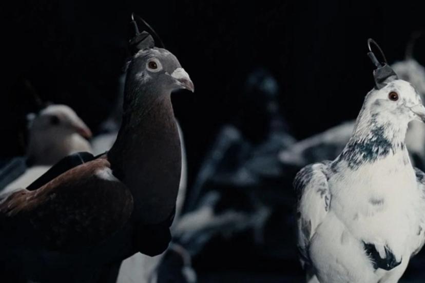 Rusya, şehirleri gözetlemek için çipli güvercinleri kullanıyor